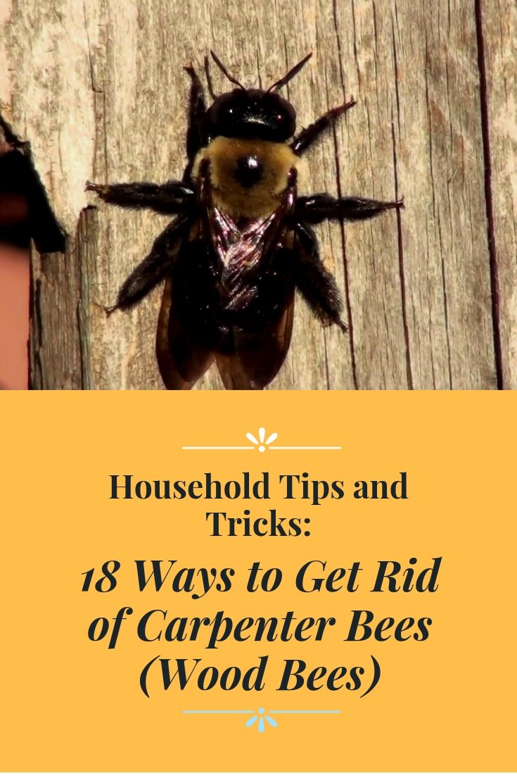 how to deter carpenter bees Bees rid tipsbulletin