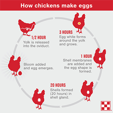 how long for a chicken egg to hatch How to hatch chicken eggs at home