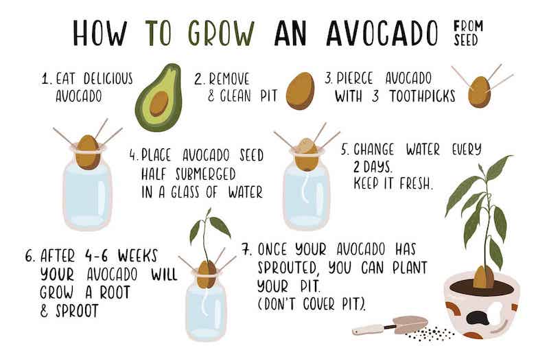 how long does it take an avocado seed to sprout How to grow avocado from seed (2 easy ways!)