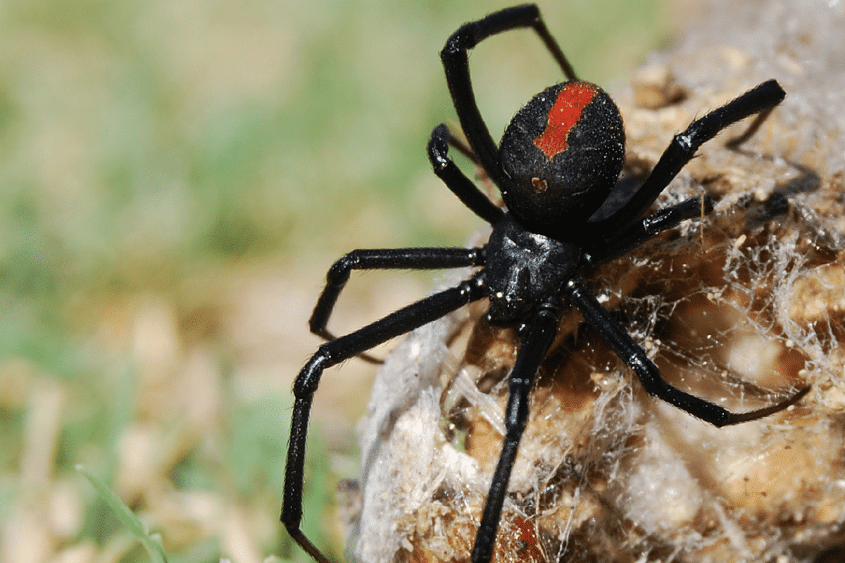 how to kill a black widow Widow found spider poisonous venomous express venom getty than warning rattlesnake