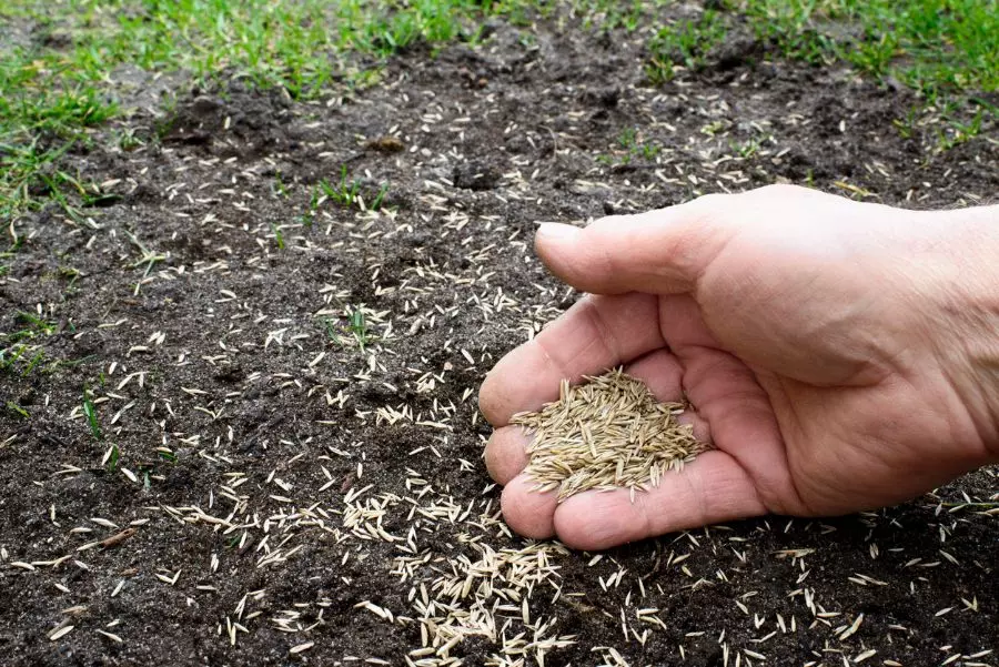 how much to water grass seed Watering urbanorganicyield lindsey hyland