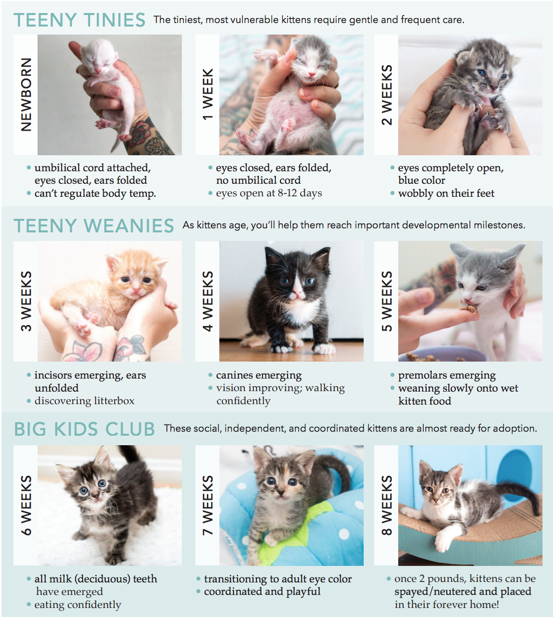 how to tell the age of a kitten Illustrated thecatsite