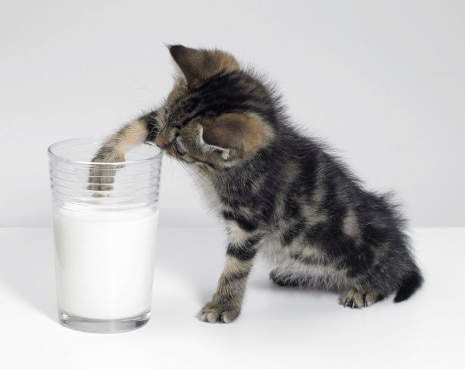 how to dilute cow milk for kittens How to dilute cow milk for kittens