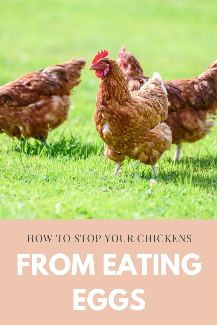 how to stop chickens from eating eggs Eggs eating chickens stop