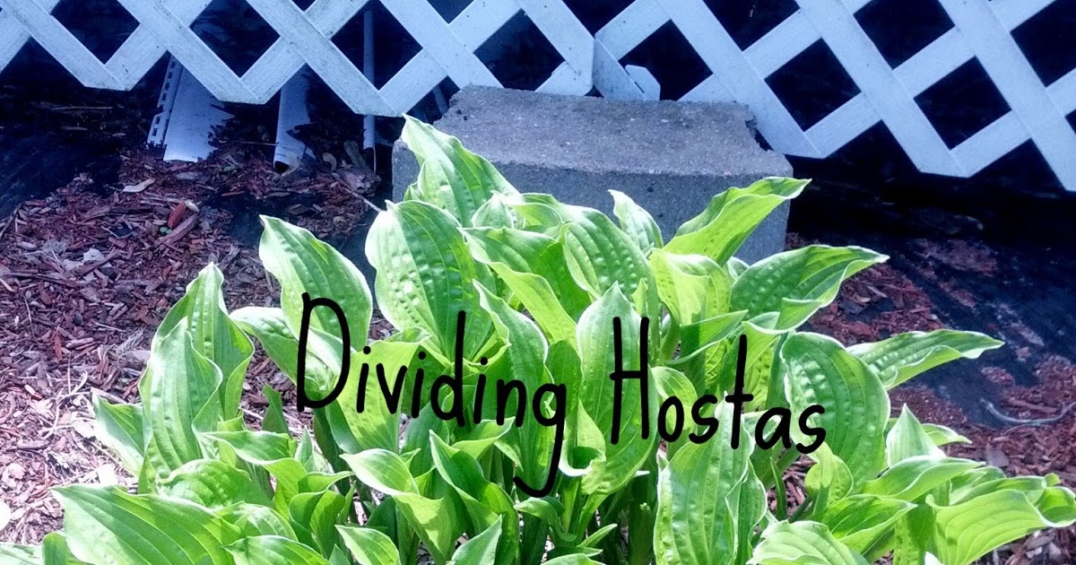 how to divide a hosta Hosta make divide dividing further halves wish sure each very two if large may