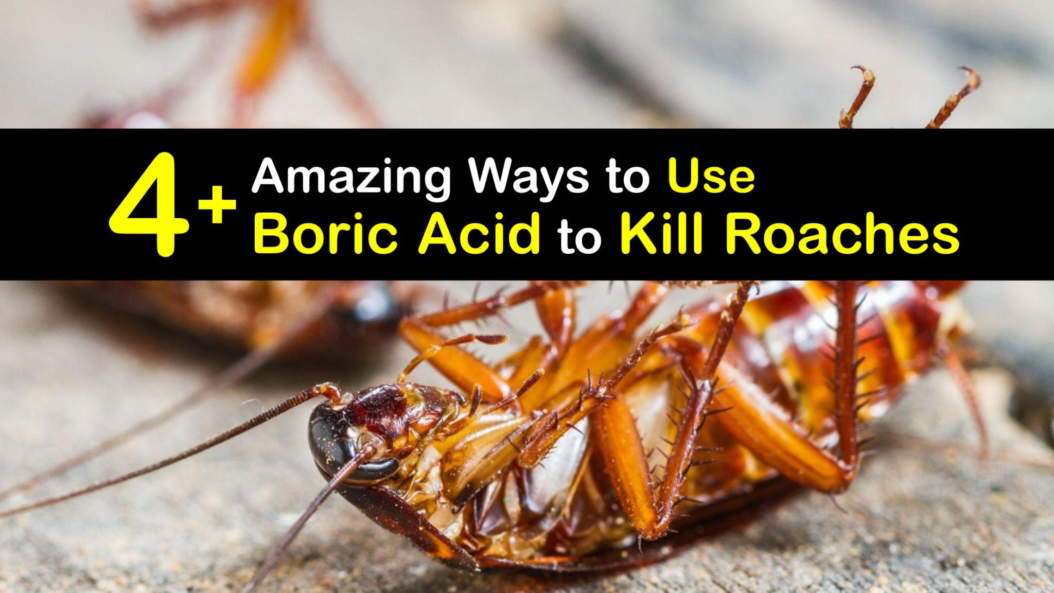 how long does it take boric acid to dissolve How long does boric acid take to dissolve? (guide)