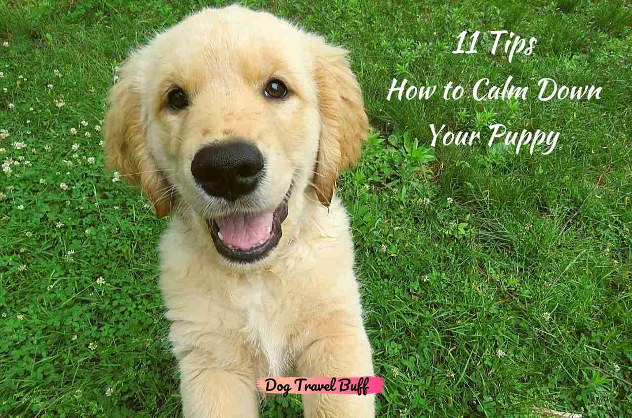 how to calm a puppy down How to calm down a puppy who is over-excited