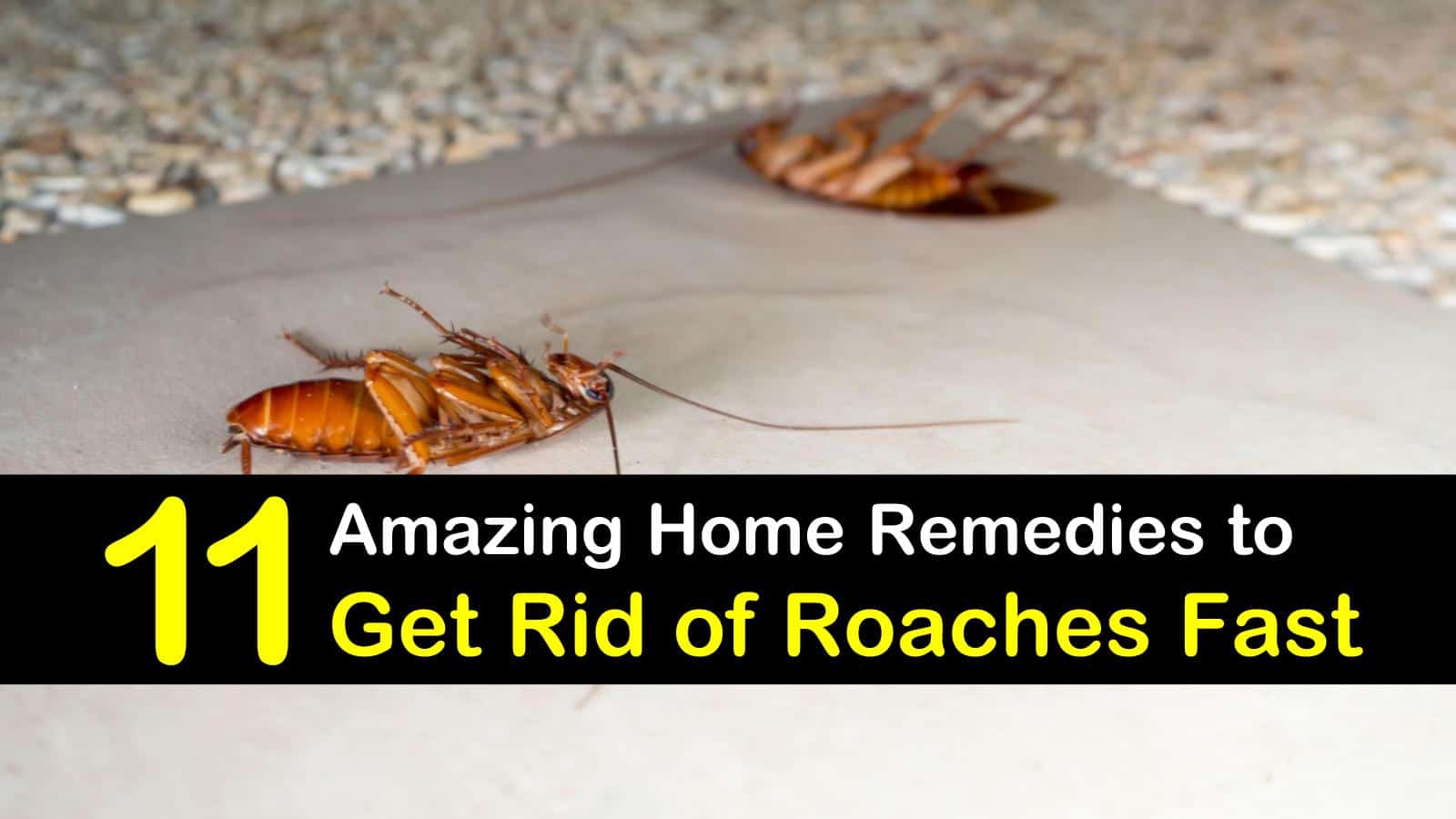 how to kill german roaches How to kill german roaches