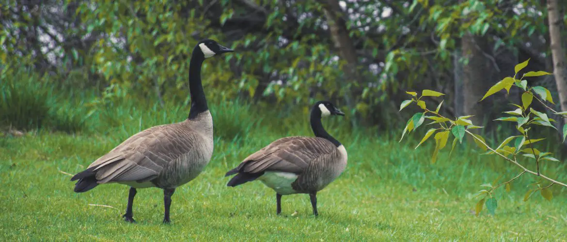 how to keep geese out of your yard How to keep geese away