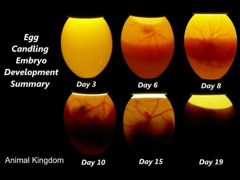 Fertile vs non fertile eggs