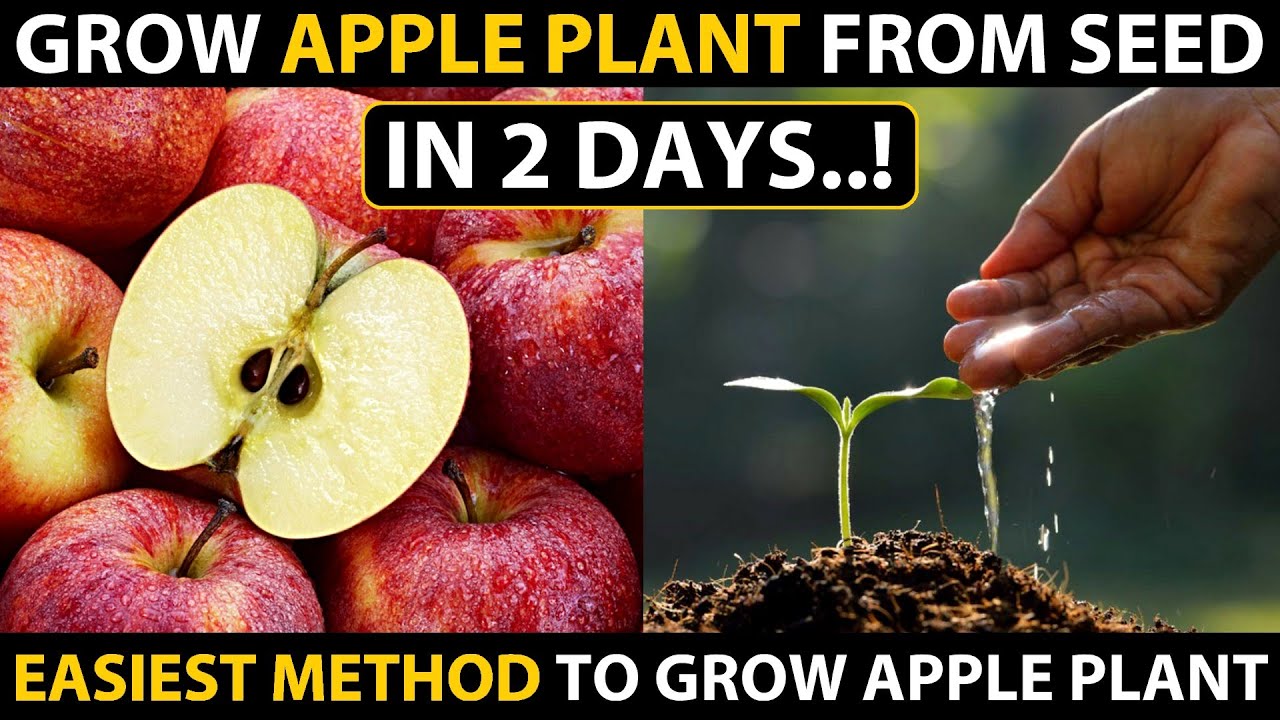 how long does it take an apple tree to grow Apple grow plant tree seed