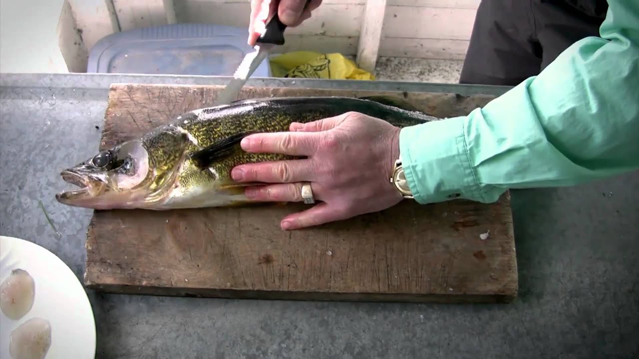 how to clean a walleye How to clean walleye