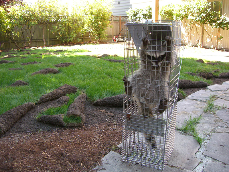 how to keep raccoons out of garden How to keep rabbits and raccoons out of garden