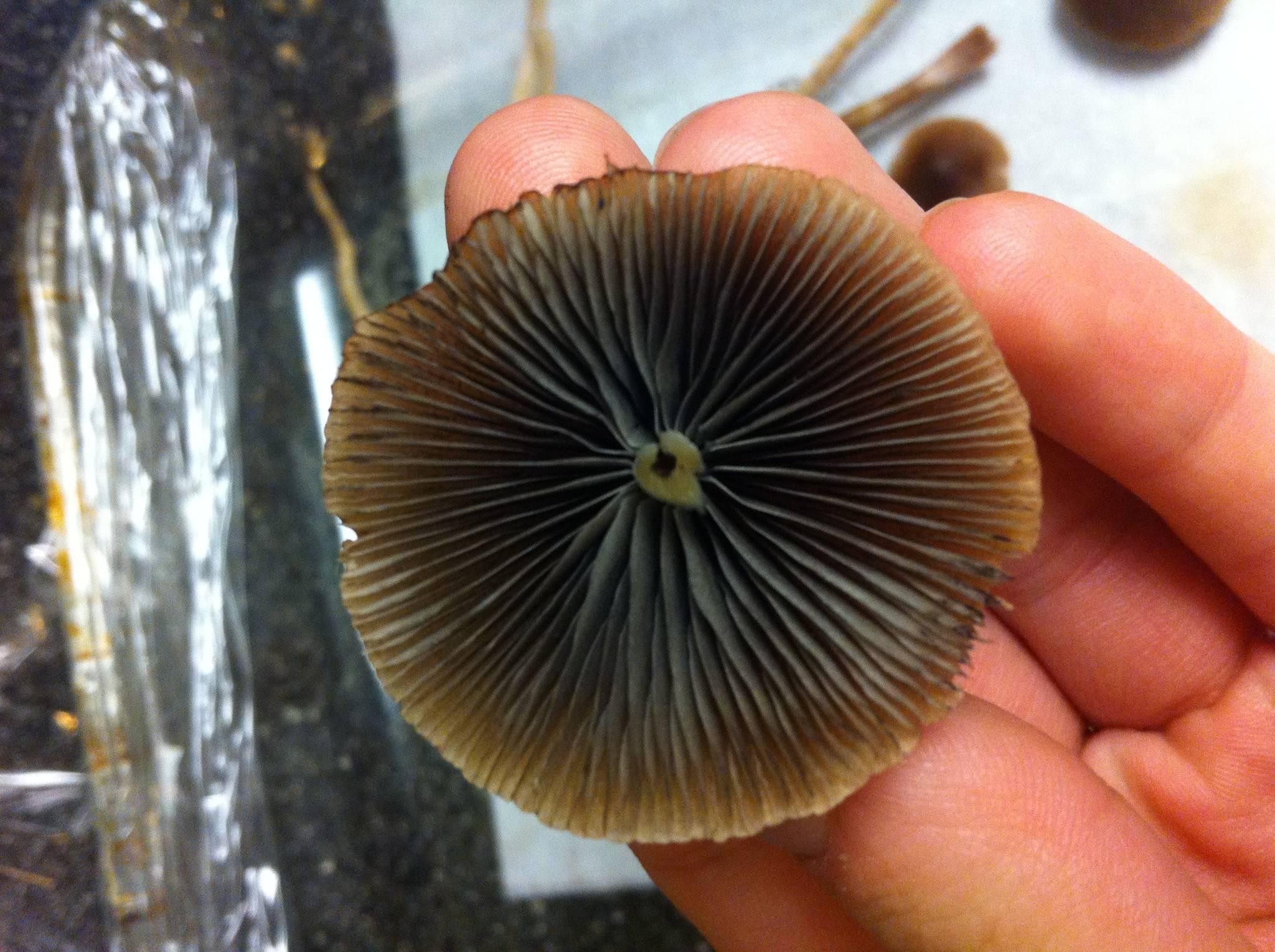 how to identify a magic mushroom 6 most common magic mushroom