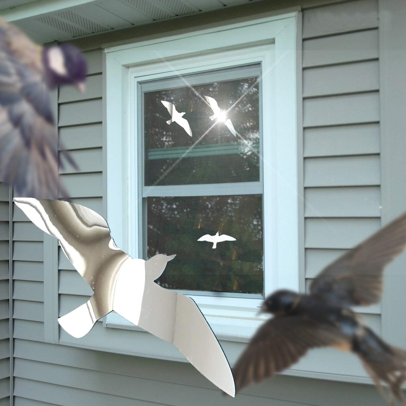 how to stop birds flying into the window How to stop birds from running into my window