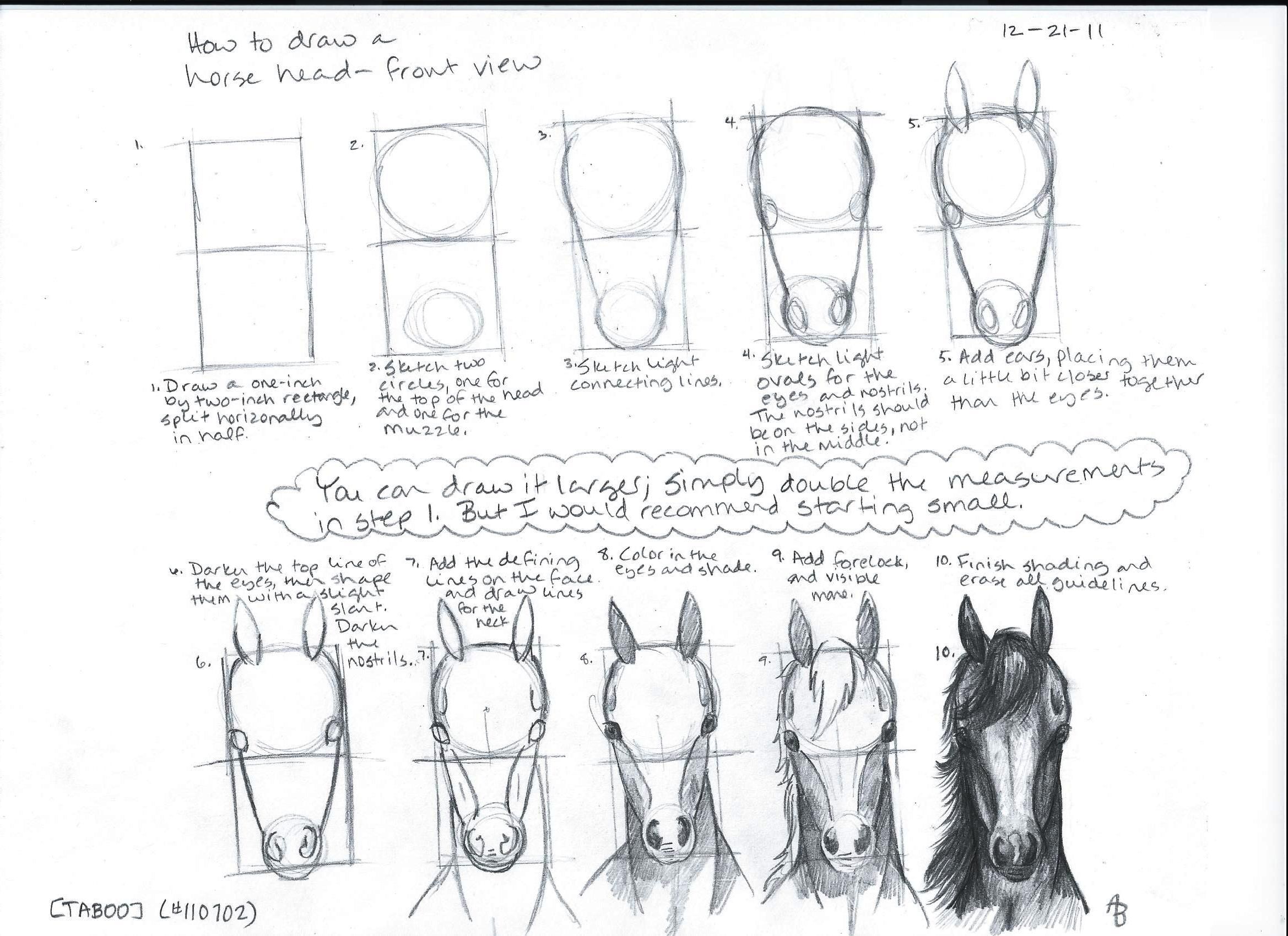 how to draw the head of a horse Skull horse equine mouth face horses teeth lateral bit honey training entire