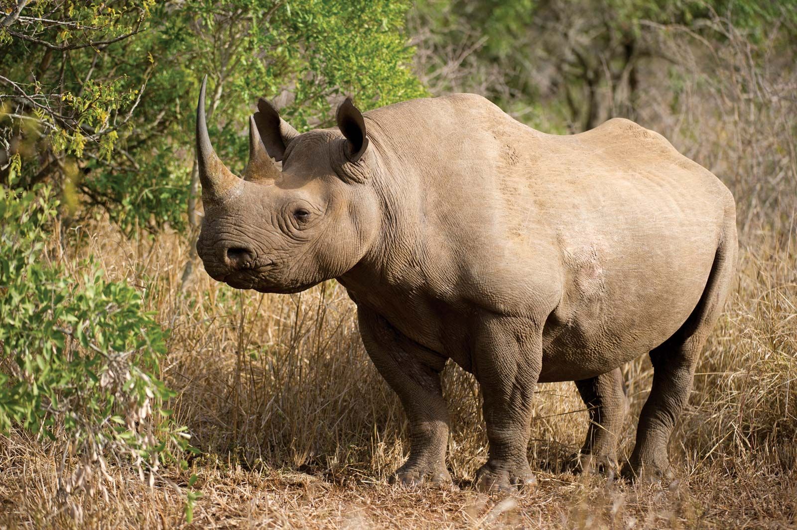 how to rhino Northern white rhino