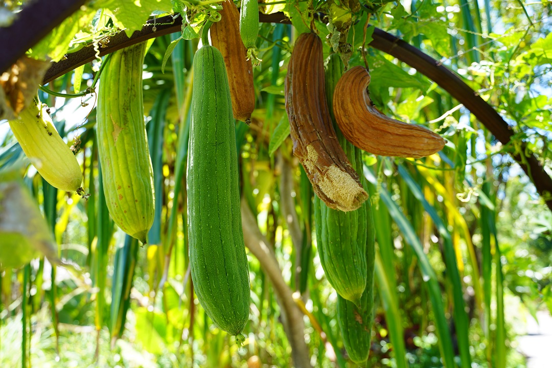 how to grow loofah How to grow a luffa sponge successfully. even in a cold climate!