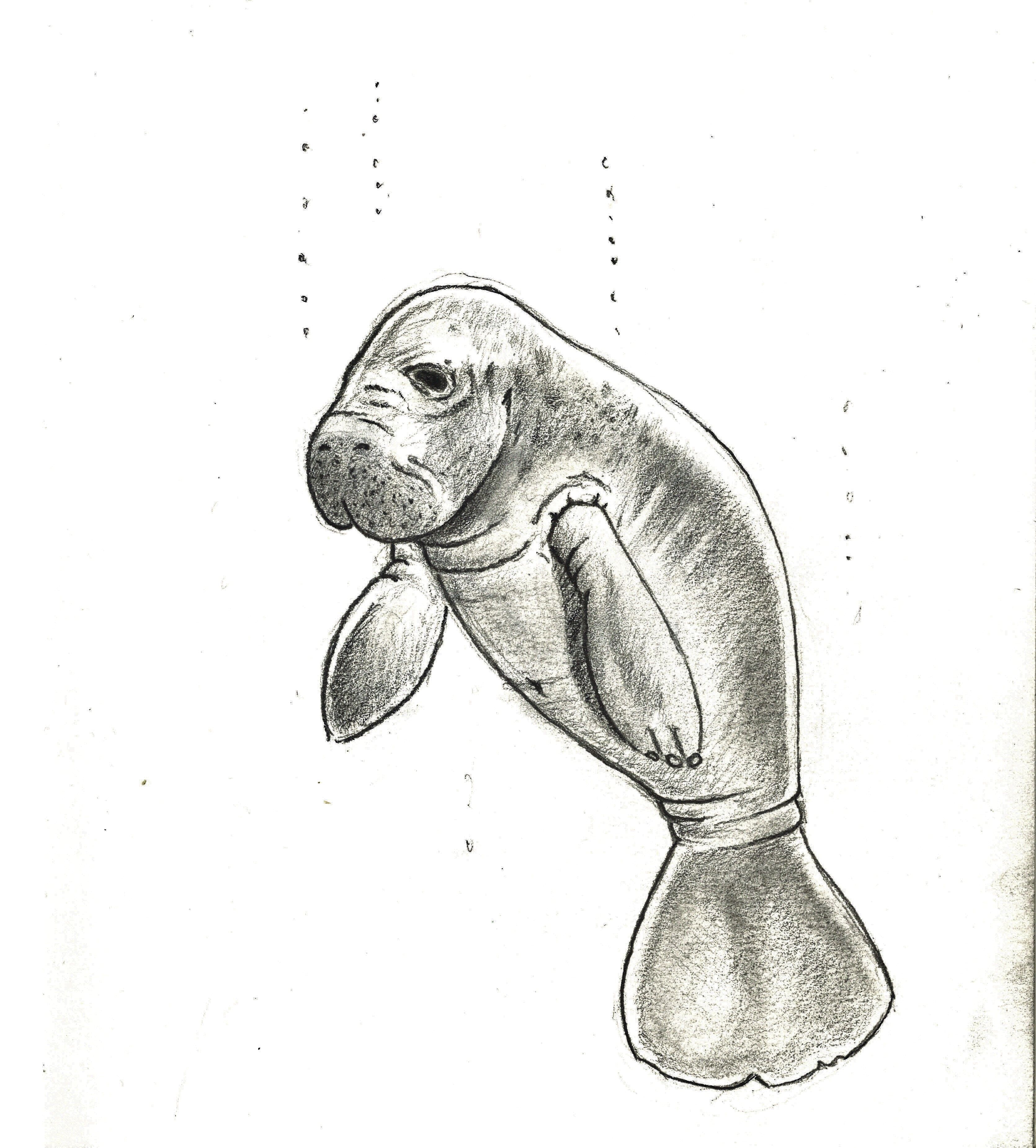 Drawing of a manatee trichechus #manatee #animals #sketch #sketchbook #