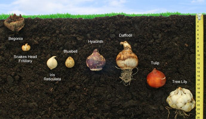 how deep to plant daffodil bulbs How deep to plant daffodil bulbs