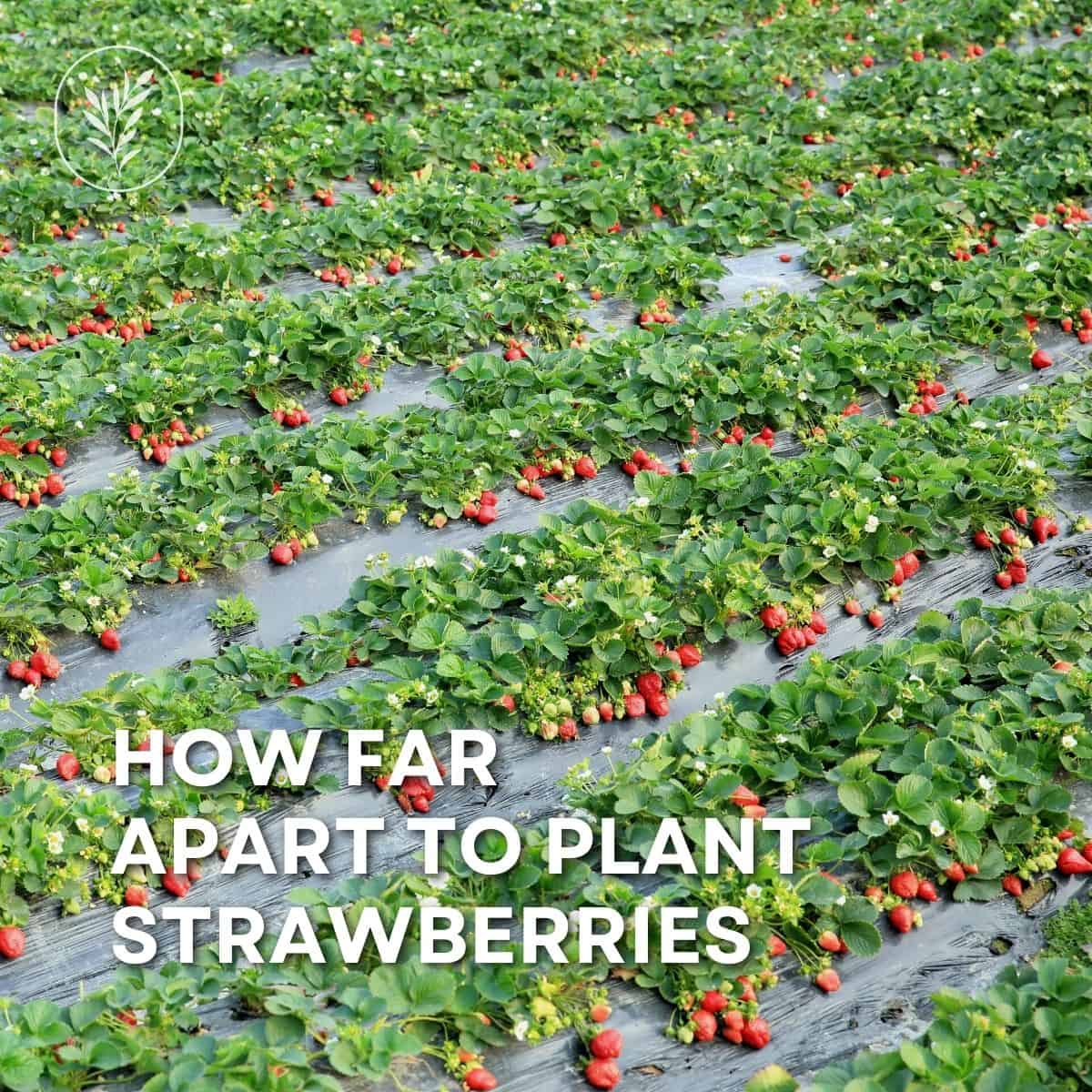 how far apart to plant strawberries How far apart do you plant strawberries