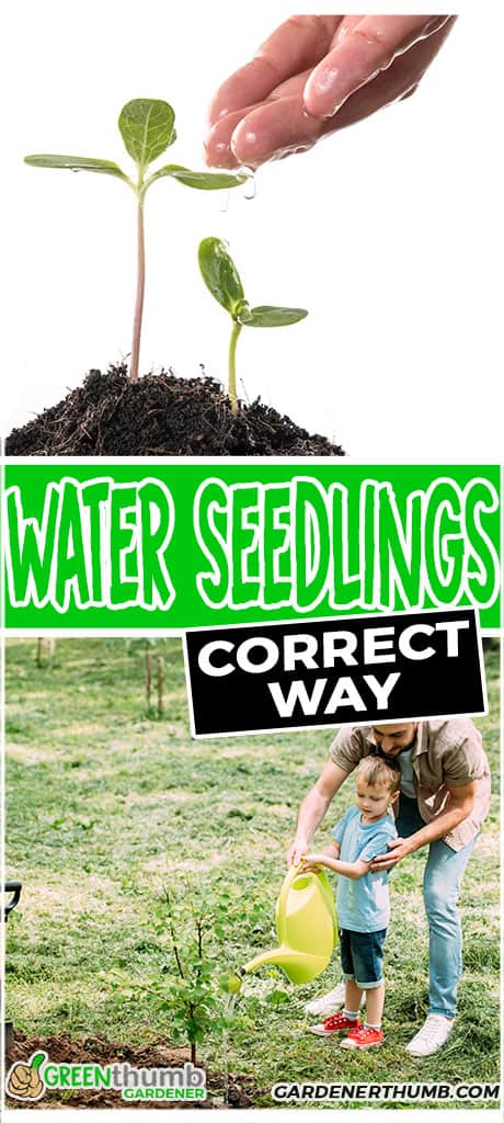 how often to water seedlings How often to water seeds in the garden?