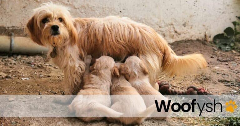 How Old Does A Dog Have To Be To Breed? - Woofysh