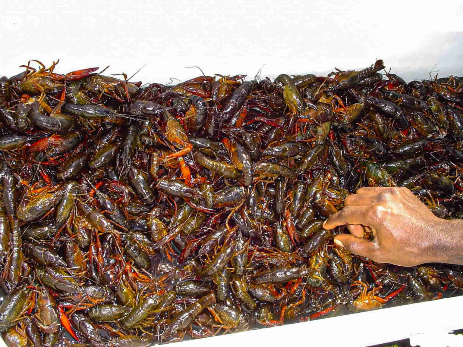 how to keep crawfish alive Alive crawfish keep need know overnight tips picking trout fishing everything line