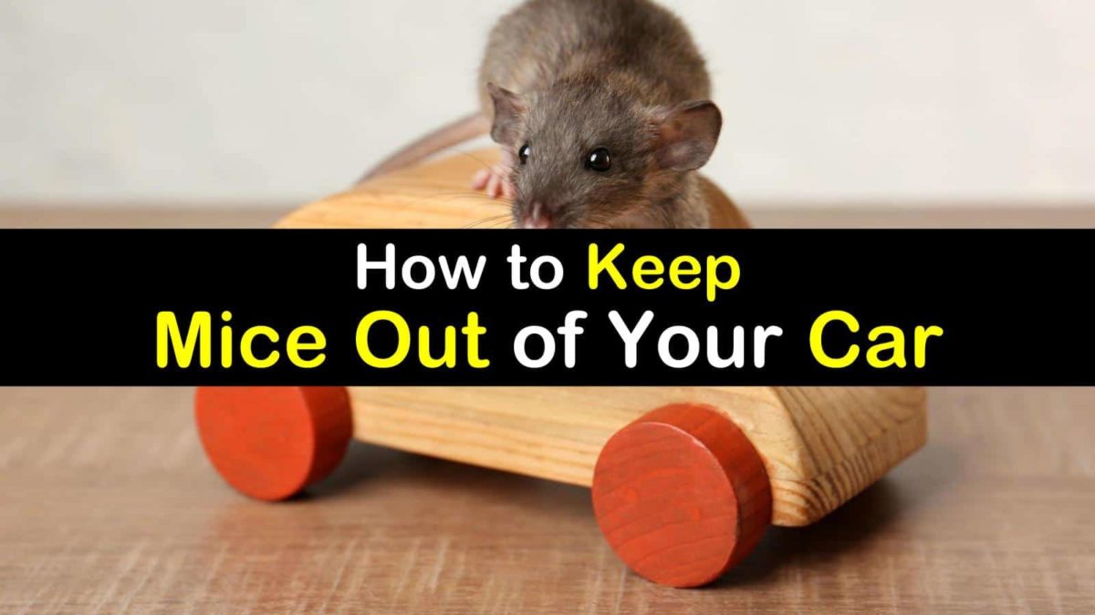 how to keep mice out of car Car mice keep prevent get good