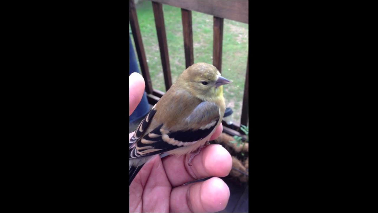 how to stop birds crashing into windows Stop birds from hitting your windows