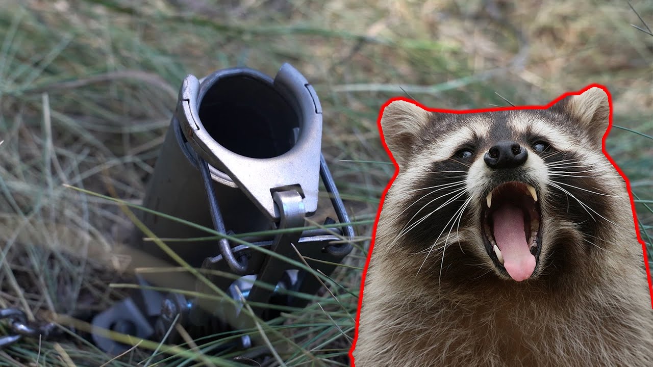 how to trap a raccoon Raccoon bait trapping raccoons rangermade rid