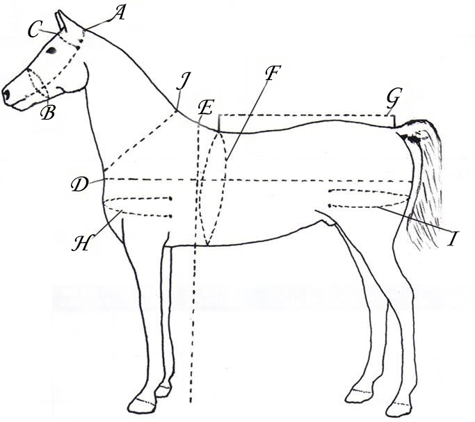 how to measure a horse Horses measuring stick measurement procedure ponies equine placement figure illustration