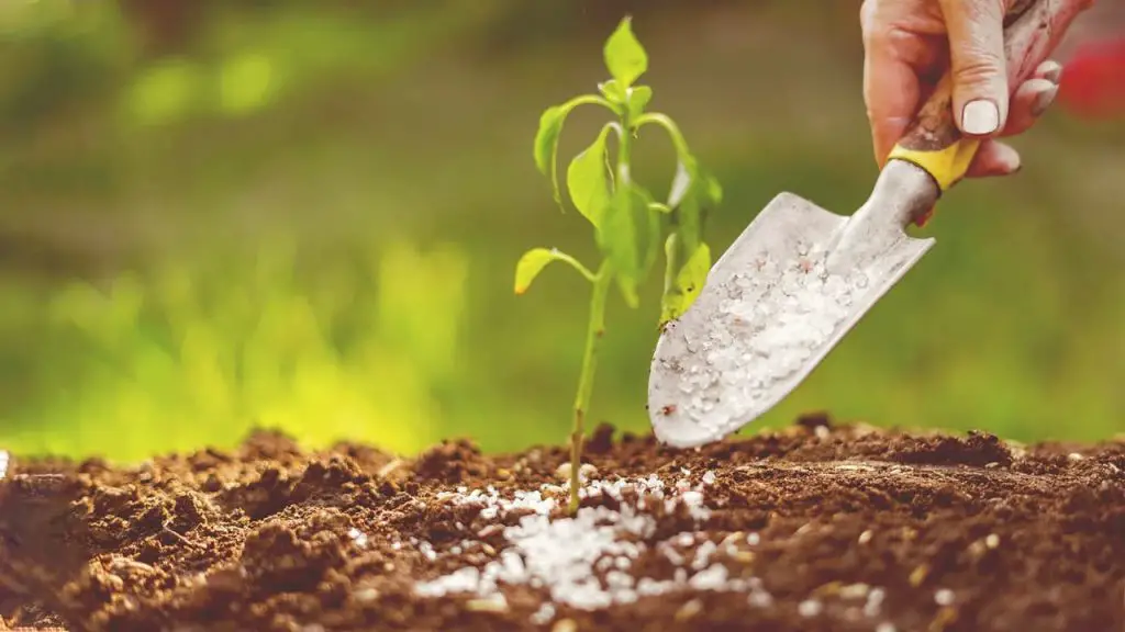 how to add phosphorus to soil How to add phosphorus to soil: 8 different ways