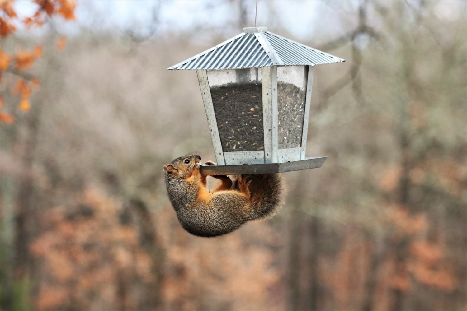 how to keep squirrels off bird feeder How to keep squirrels off bird feeders (9 harmless strategies)