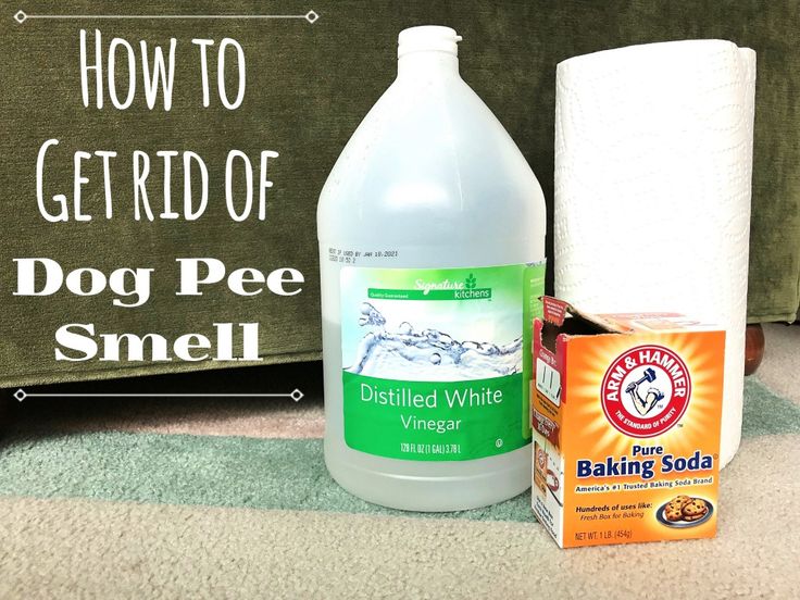 how to remove dog urine smell from floor Urine dog odor choose board tile remove floor