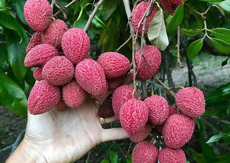 lychee how to pronounce How to pronounce lychee? (correctly)