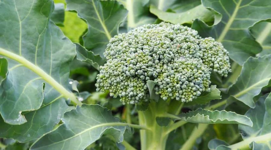 how far apart to plant broccoli 7 health benefits of broccoli