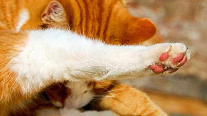 How Much Does It Cost To Declaw A Cat? - Nolonger Wild