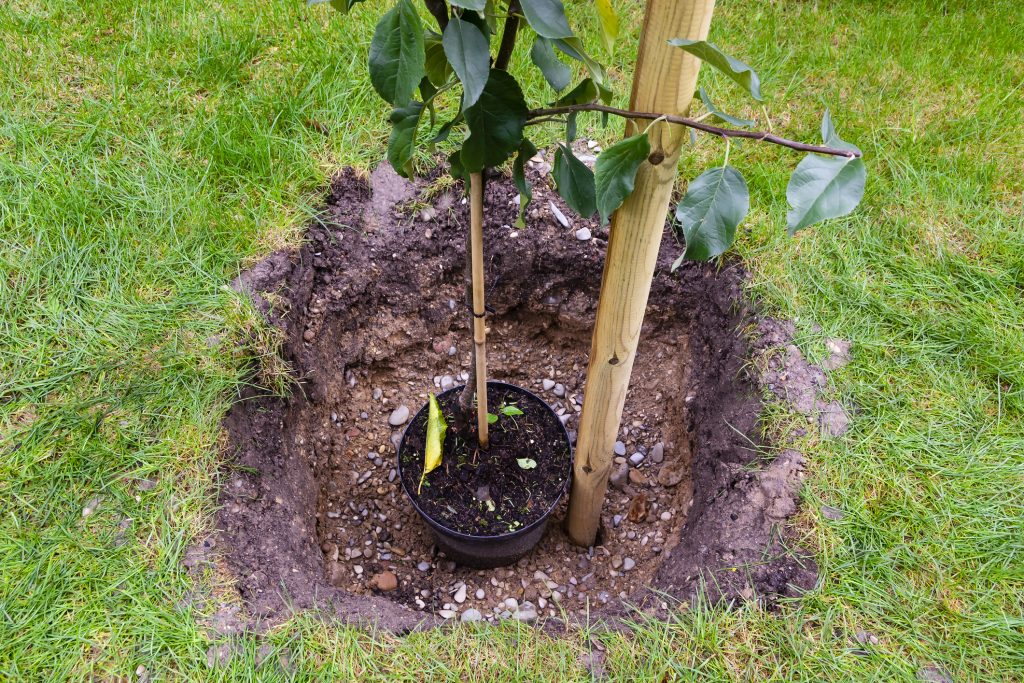 how far apart to plant apple trees Companion planting apple trees