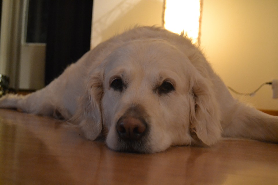 how to calm a dog during a storm How to calm your dog during a storm