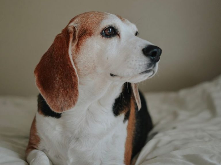 how long to beagles live Full grown beagle pros, cons, size, weight and growth