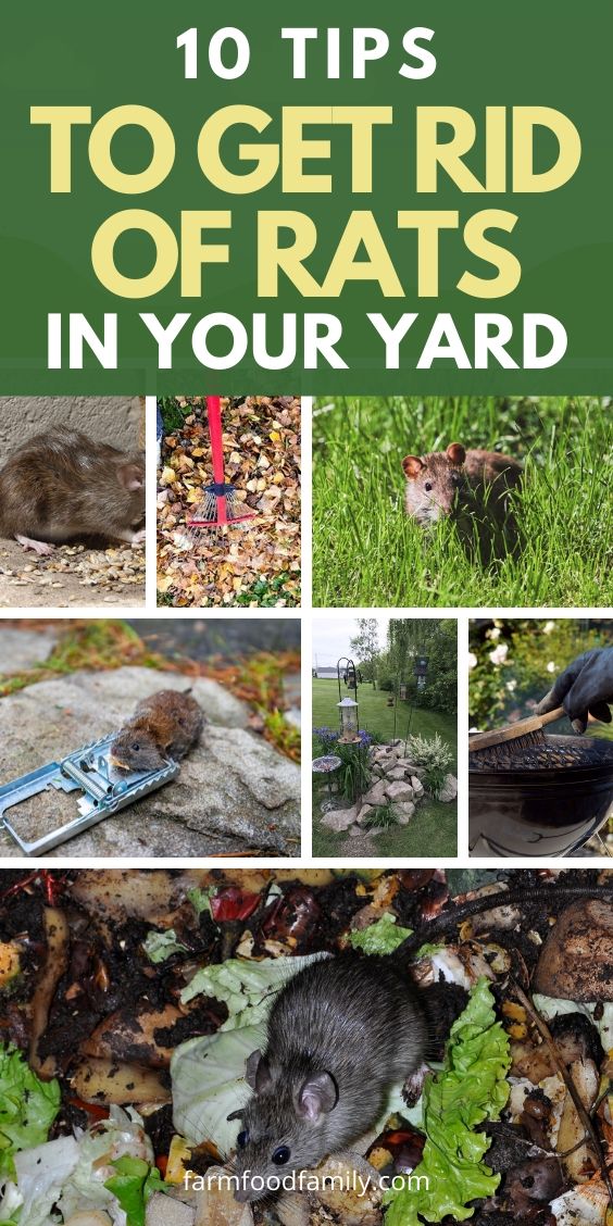 how to get rid of rats in yard How to get rid of rats outside safely – yard and garage