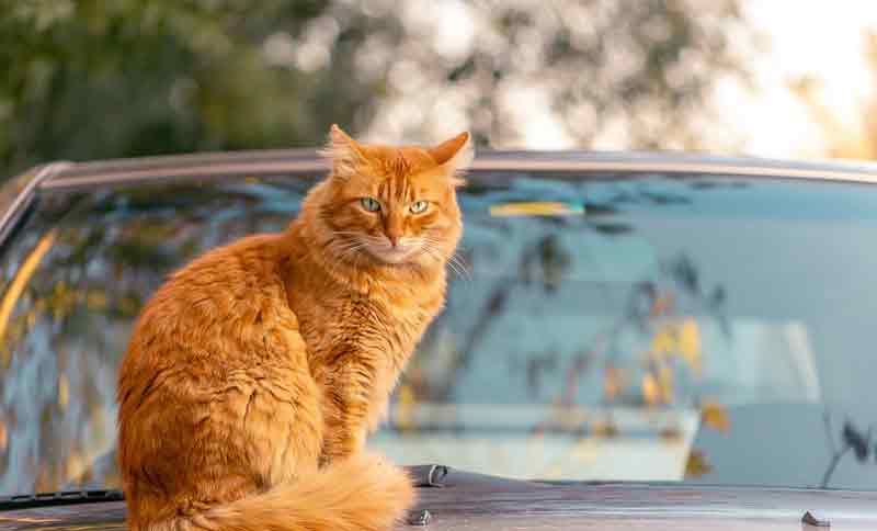 how to keep cats off car How to keep cats off your car?