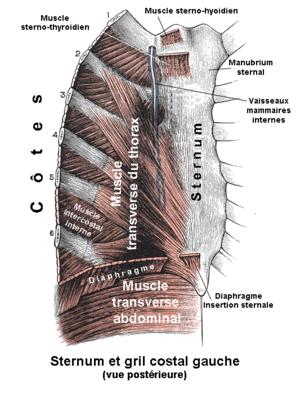 how to pop your sternum Popping sternum