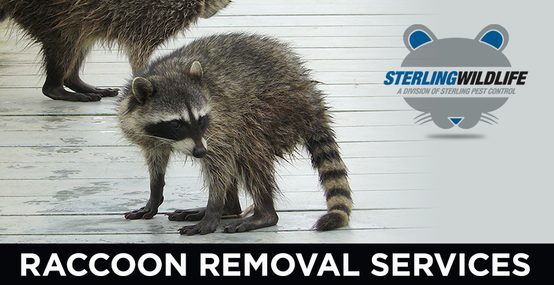 how to get rid of raccoons in attic How to get rid of raccoons in your attic (with pictures)