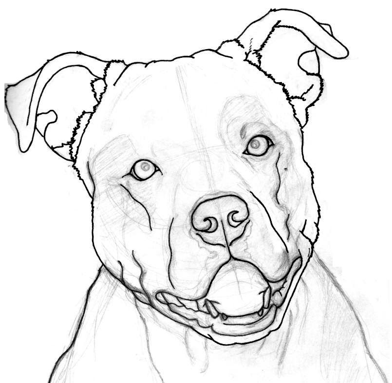 how to draw a pitbull Sensational printable pitbull coloring pages most wanted