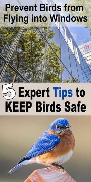 How to Stop Birds From Flying Into Windows – DIY Projects, Patterns