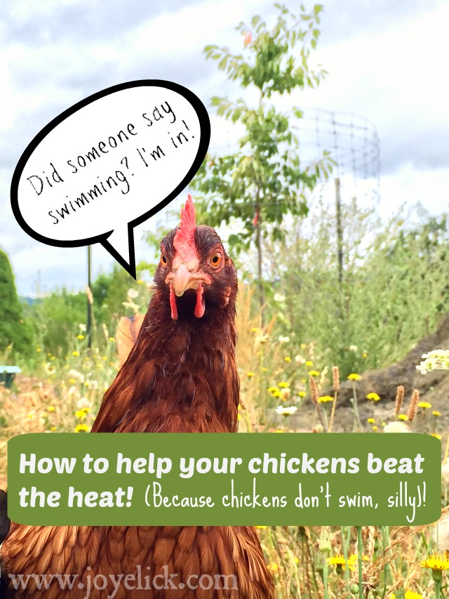 how to keep chickens cool in the summer Chickens backyardchickenchatter