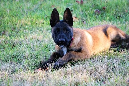 how to pronounce belgian malinois How to you pronounce belgian malinois