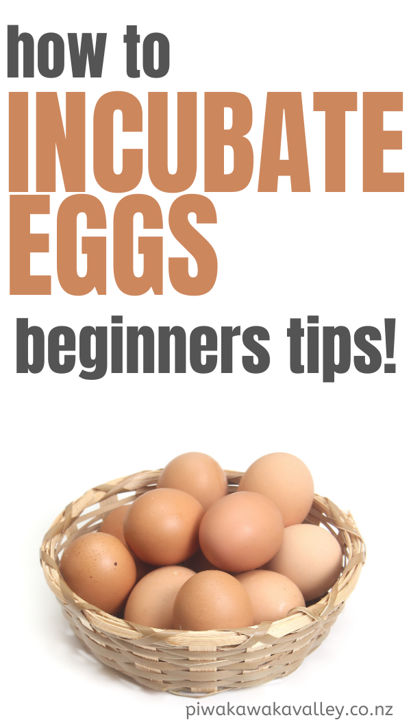 how to incubate chicken eggs Eggs chicken incubate